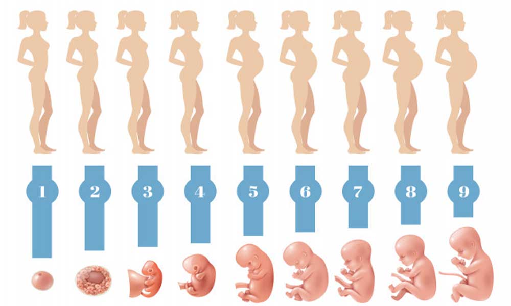 مراحل تدریجی تکامل جنین