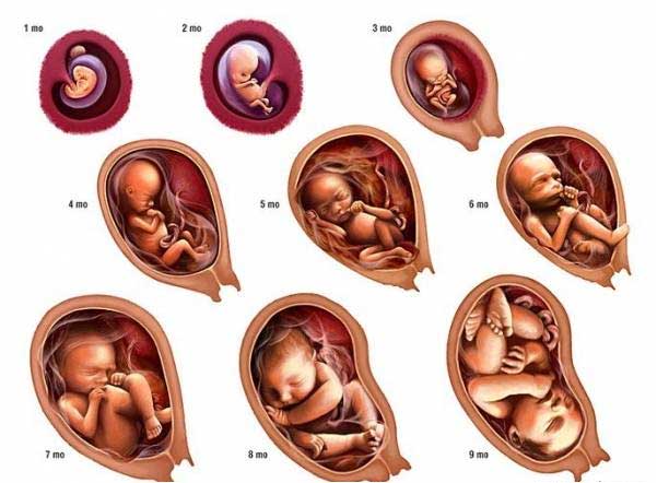 تصویر جنین در ماه سوم بارداری